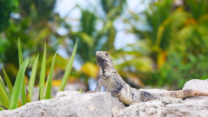 Rock climbing iguana lizard in Mexico