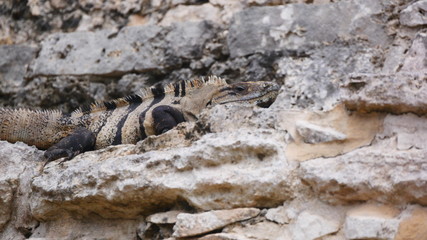 Rock climbing iguana lizard in Mexico