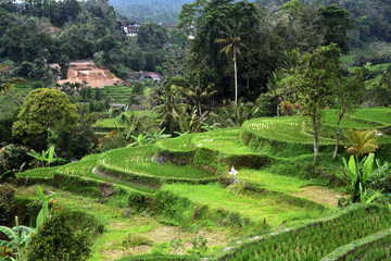 Fototapeta na wymiar Rice terraces in bali indonesia