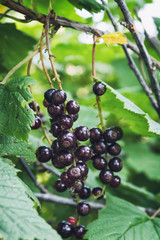 berries of black currant on a branch