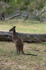 Grey Kangaroo Macropus giganteus Australia