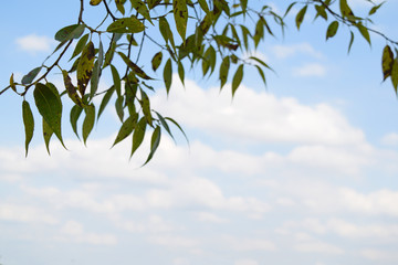 Bottom view through the foliage to the sky with clouds.