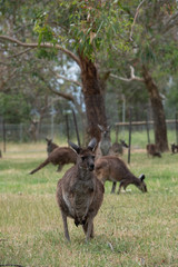 Grey Kangaroo Macropus giganteus Australia © Francesco