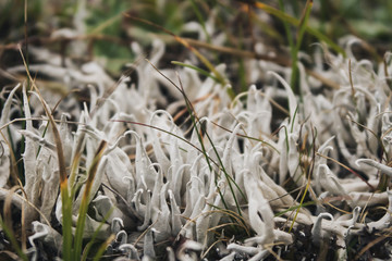 grass on a high plateau