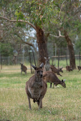 Grey Kangaroo Macropus giganteus Australia © Francesco