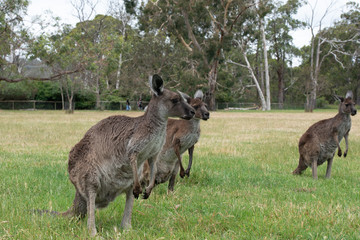 Grey Kangaroo Macropus giganteus Australia © Francesco