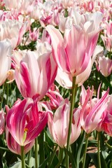 Naklejka premium Closeup shot of blooming tulips in a field, Woodburn, Oregon