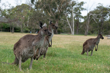 Grey Kangaroo Macropus giganteus Australia © Francesco