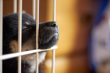 ケージの子犬・寝ている・顔アップ・鼻先