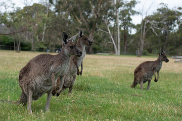 Naklejka na ściany i meble Grey Kangaroo Macropus giganteus Australia