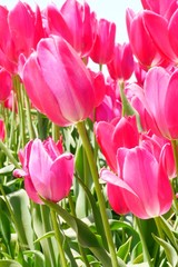 closeup shot of blooming pink  tulips in a field, Woodburn, Oregon