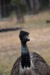 Emu Dromaius novaehollandiae, Australian giant bird