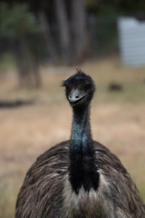 Emu Dromaius novaehollandiae, Australian giant bird