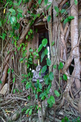 Wat Bang Kung, Samut songkram, Thailand : Temple hidden within the roots of a banyan tree