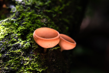 Cup Fungi Cookeina sp. © Francesco