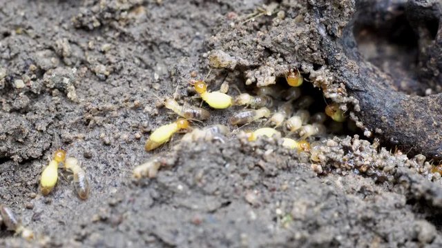 worker termites repairing nest that living in house area