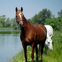 Brown and white horses on the shore of a pond. Wonderful green vegetation on the shore of the reservoir.