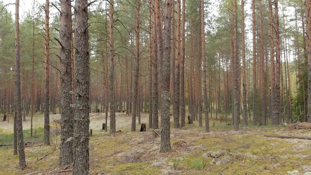 Aerial survey with a drone in a pine forest. Flying between the trees