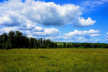 Great panorama. Green grass. Cumulus clouds in the blue sky. Beautiful landscape with a green grove and clear sky.