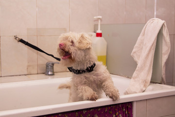 dog bathing in the bathtub