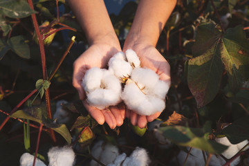 In the hands of the cotton grower harvested cotton - obrazy, fototapety, plakaty