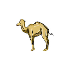 Sketch of camel.