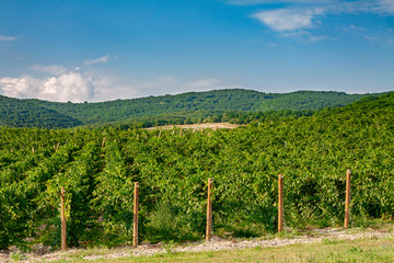 Fototapeta na wymiar Extra wide panoramic shot of a summer vineyard shot at sunset.