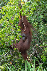 Borneo Orangutan Pongo pygmaeus Tanjung Puting Indonesia