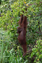 Borneo Orangutan Pongo pygmaeus Tanjung Puting Indonesia