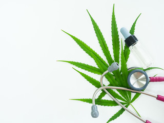 Medical marijuana and stethoscope. Green leaves of cannabis  hand checking marijuana leaves growth in the farm.Green leaf tree.Natural plant pharmaceutical production for alternative medicine concept.