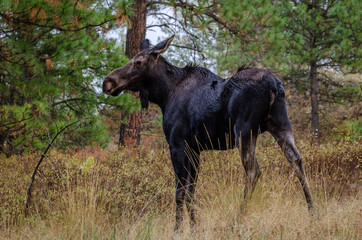 Fototapeta na wymiar Wet Cow Moose In The Forest.