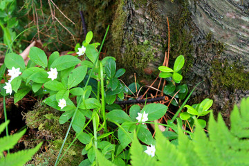 Fototapeta premium trees and white flowers in the summer forest