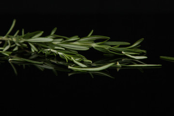 sprig of rosemary on a black background with reflection