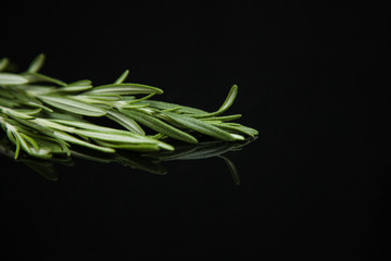 sprig of rosemary on a black background with reflection