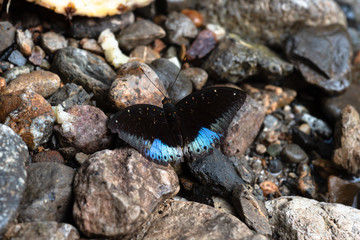 Common Archduke Lexias pardalis