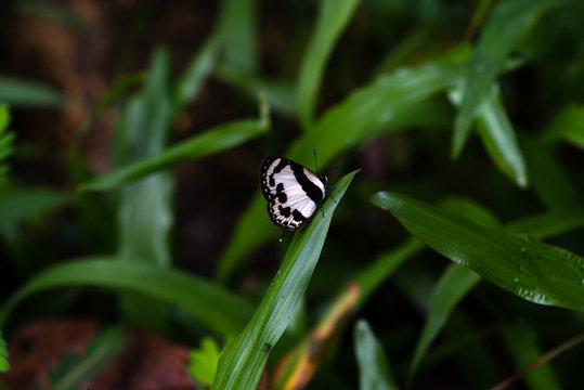 Elbowed Pierrot Caleta elna ssp. elvira