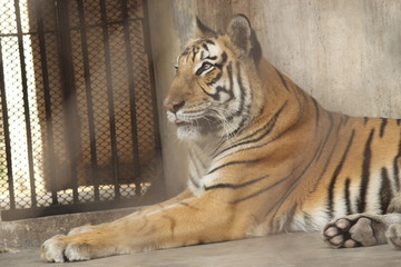 Naklejka premium Royal Bengal Tiger