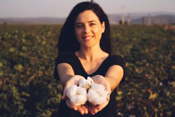natural product, raw cotton flowers on woman's hands on green cotton field outdoor background