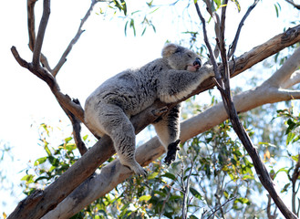 Koala sleeping on tree branch