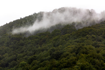 Green forest on a mountain, smoke-like white fog, morning mist floating above the dense woods, clouds, rain above the forest area