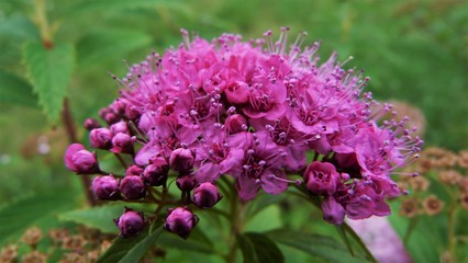 flowers in the garden