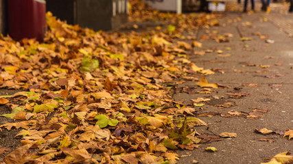 Colorful autumn leaves laying on ground in the city