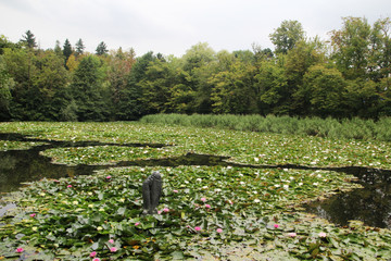 Obraz premium Water Lilies in Tivoli Parl in Ljubljana, Slovenia