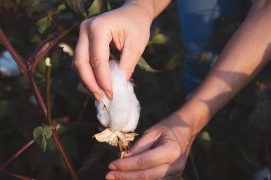 A person harvesting cotton in the field