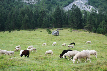 Obraz premium Sheeps grazing in Soca river valley, Slovenia