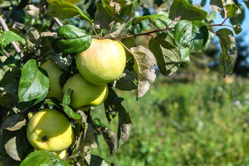 Yellow apples on apple tree leaves