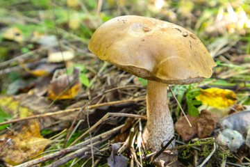 Brown mushroom in the forest grows