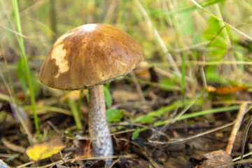 Edible mushroom in the forest grows.