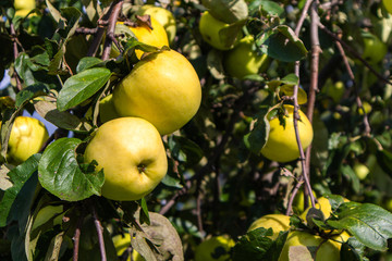 Yellow apples on apple tree leaves