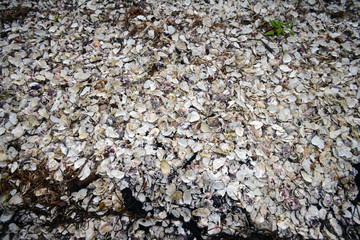 Oyster shells abandoned on the ground
